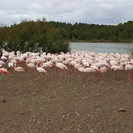 Le Flamant Rose * Port-la-Nouvelle
